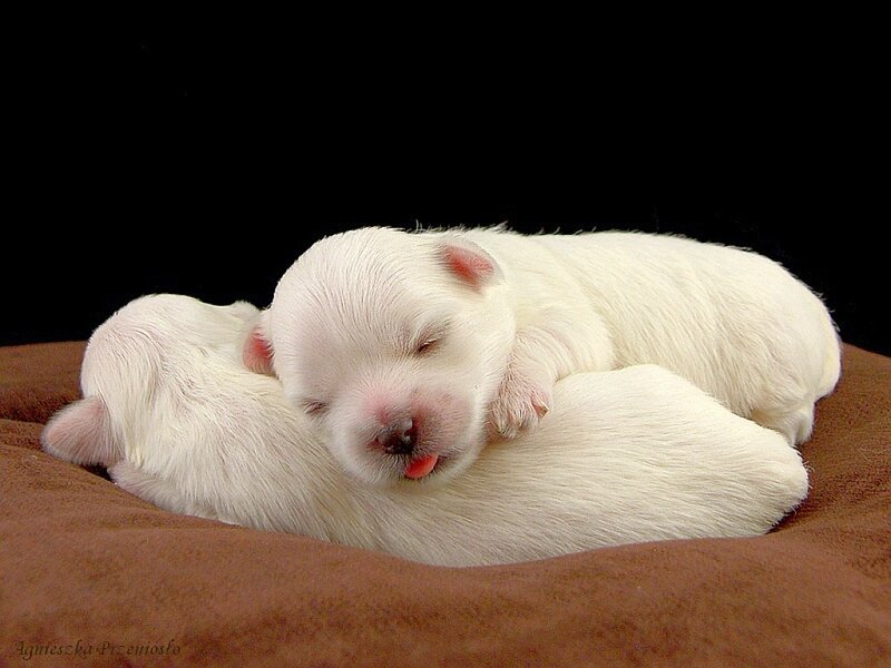 Sleeping white puppies