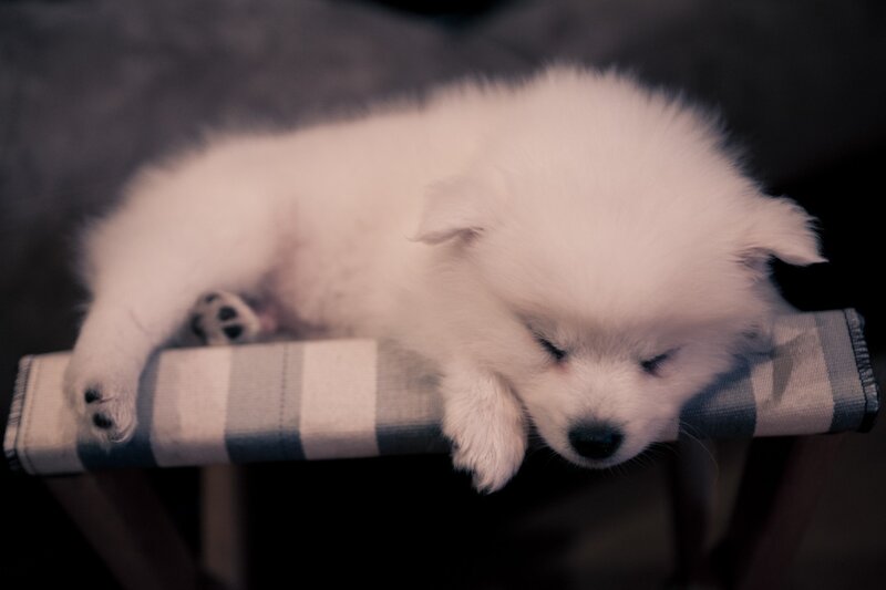 Sleeping white puppy