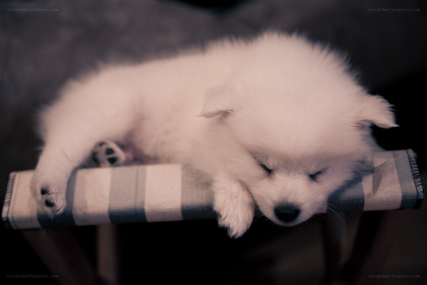 Sleeping white puppy
