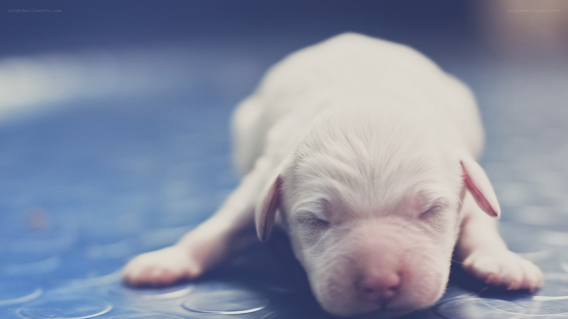 sleeping white puppy
