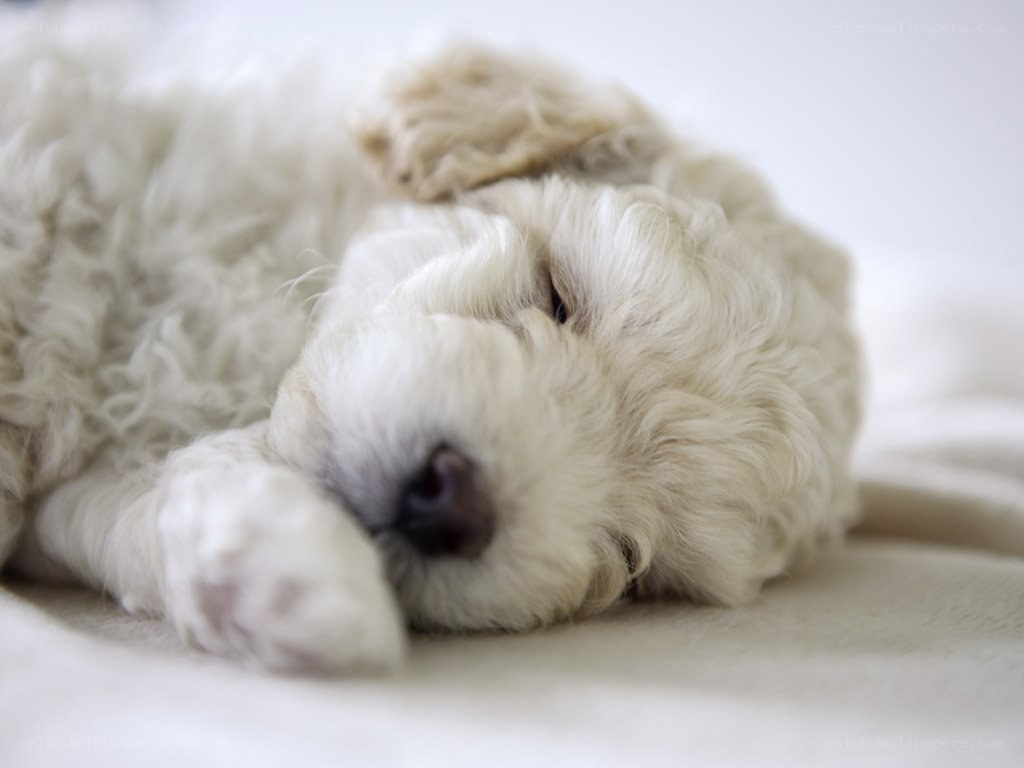 Sleeping white puppy