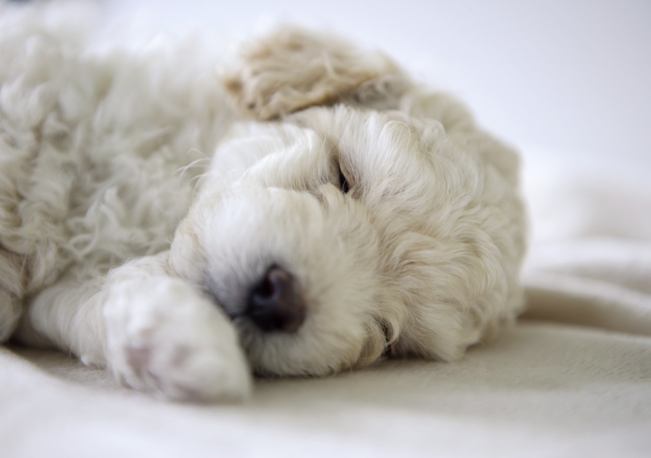 Sleeping white puppy