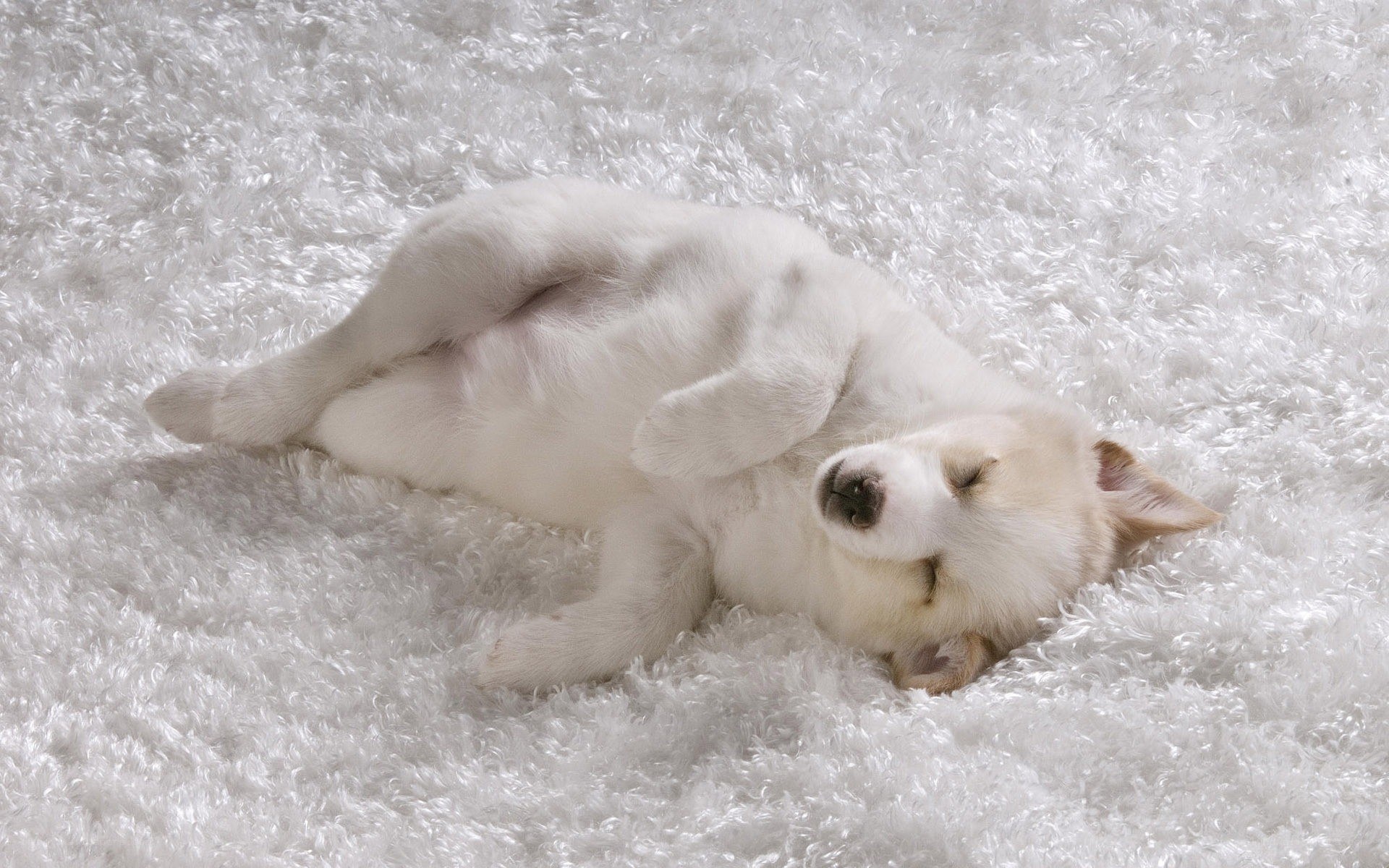 Sleeping white puppy on rug