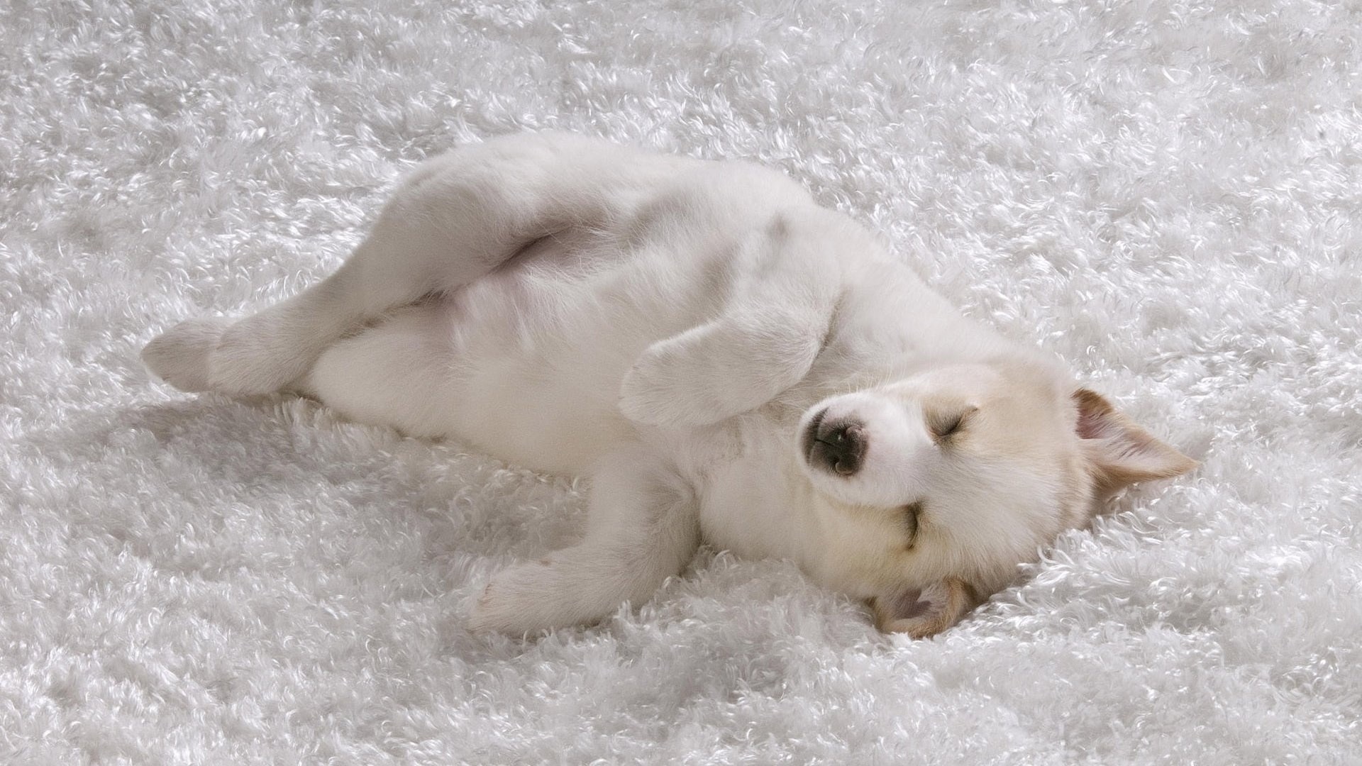 Sleeping white puppy on rug