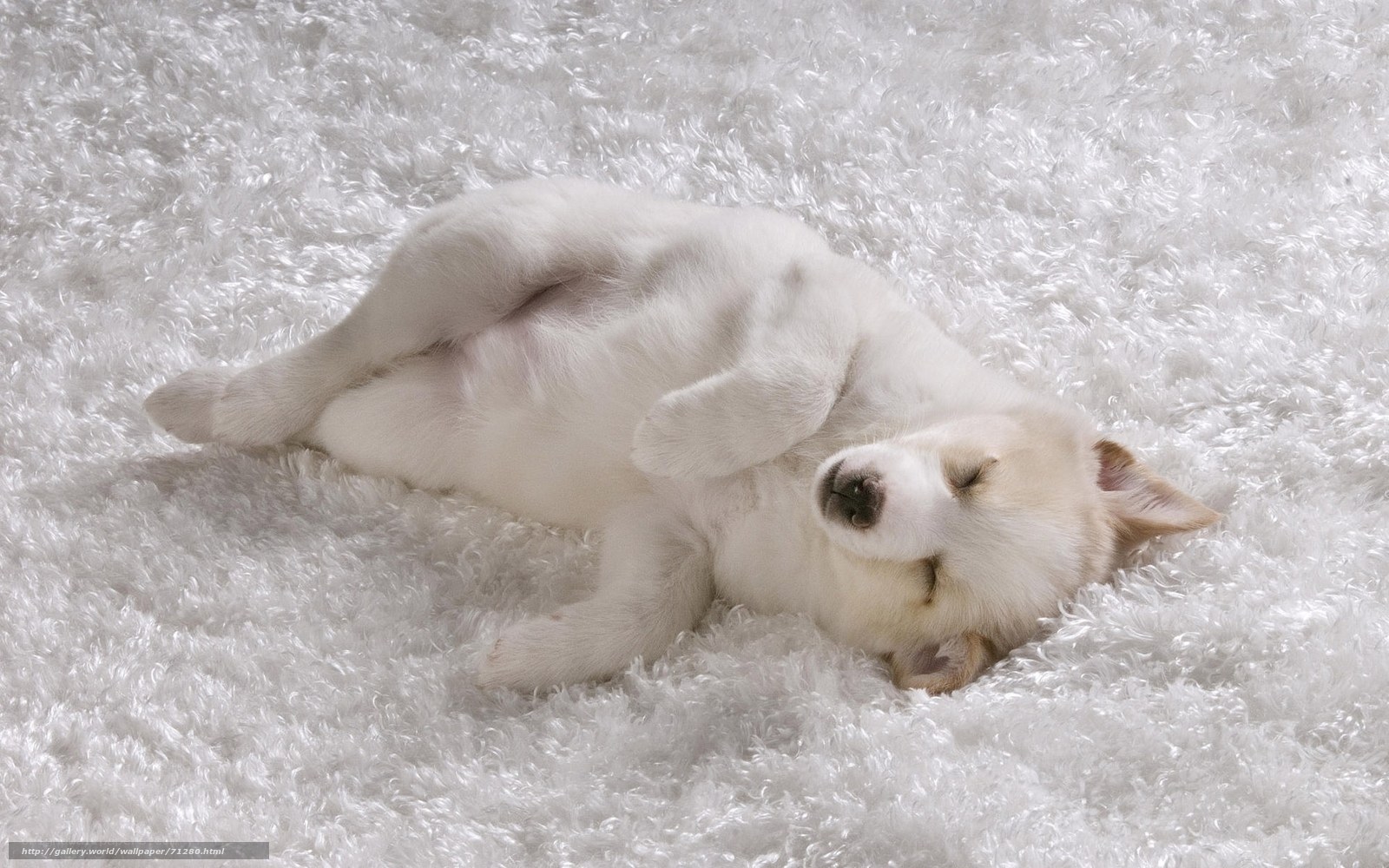 Sleeping white puppy