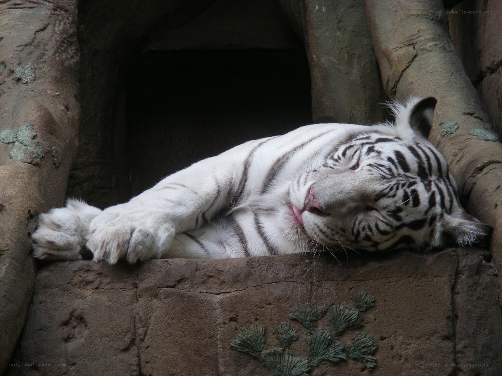 sleeping white tiger