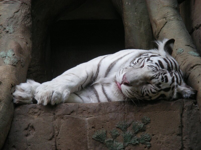 Sleeping white tiger