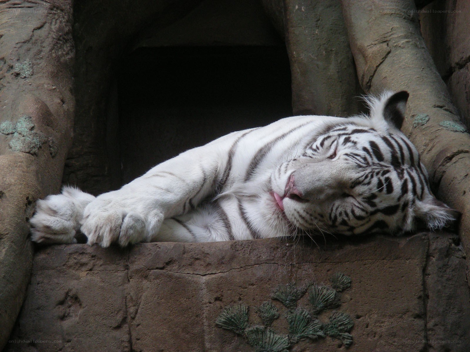Sleeping white tiger
