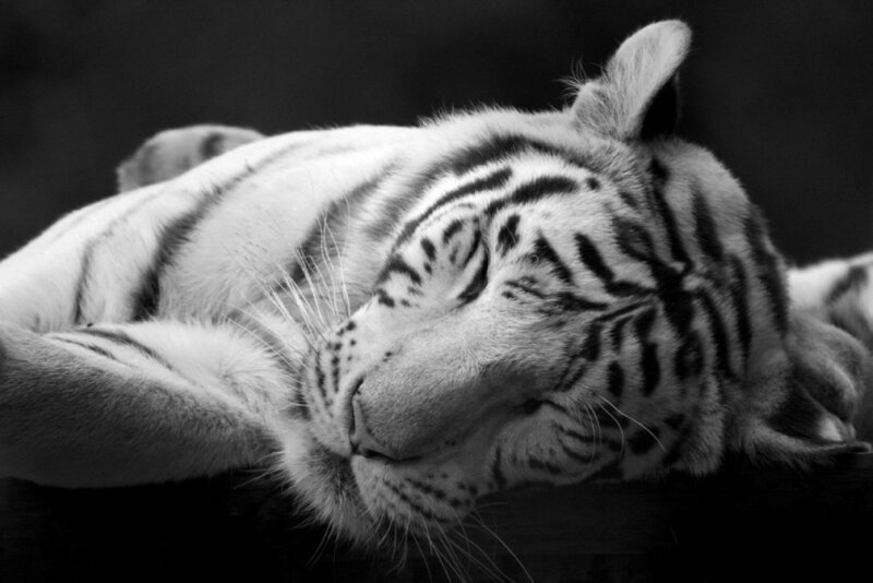 sleeping white tiger cub