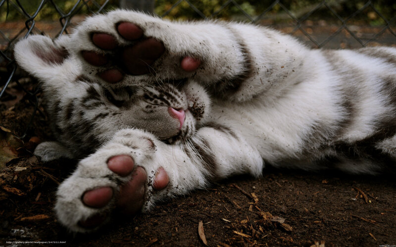 sleeping white tiger cub