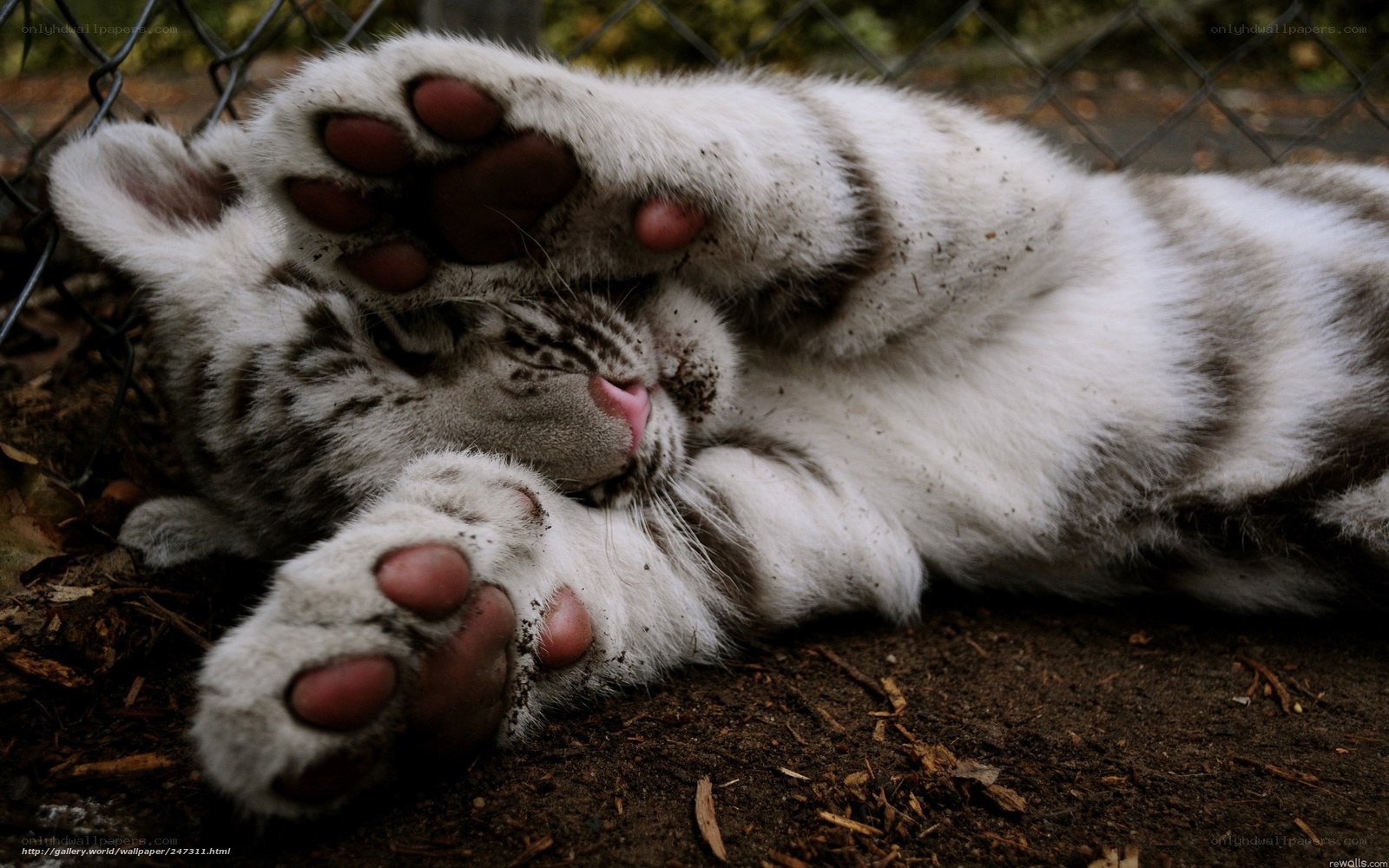 sleeping white tiger cub