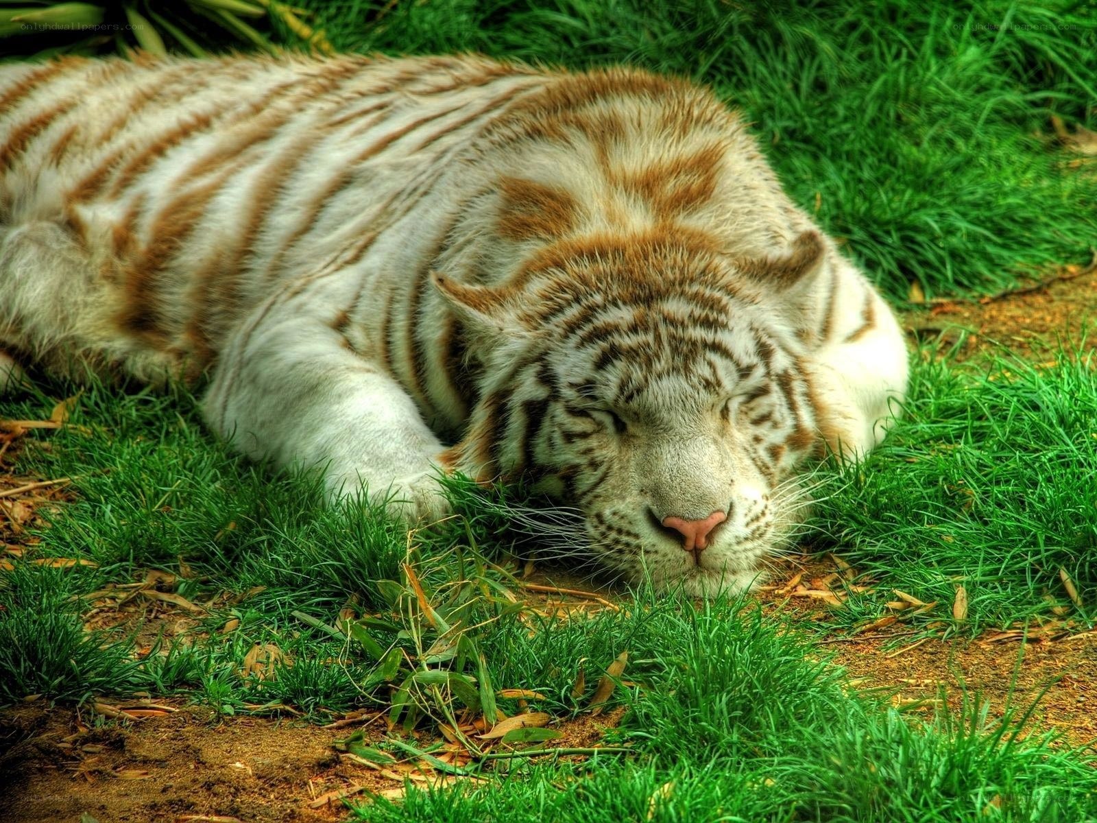 Sleeping white tiger on grass