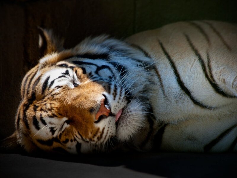 Sleeping White Tiger — Peaceful