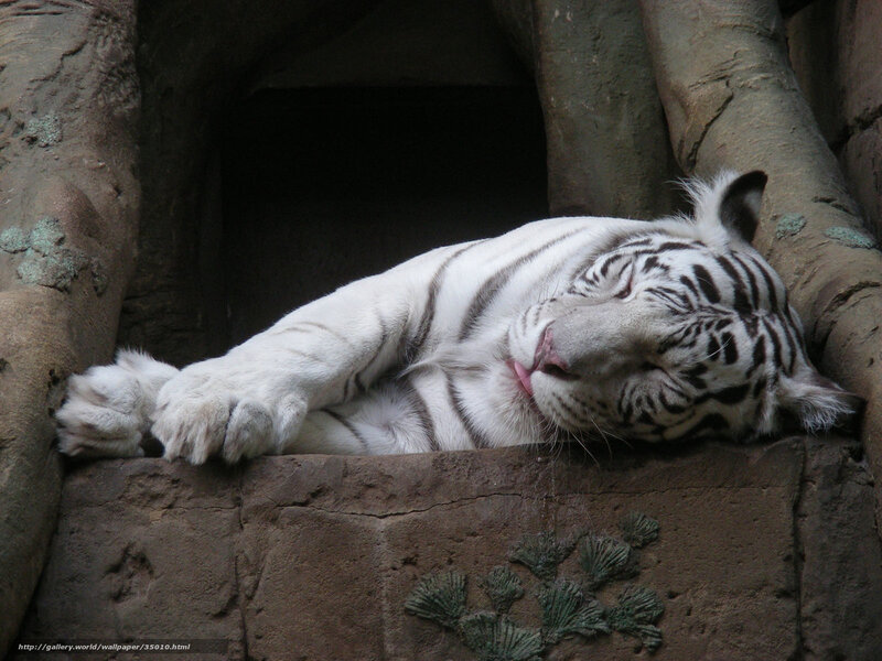 Sleeping white tiger
