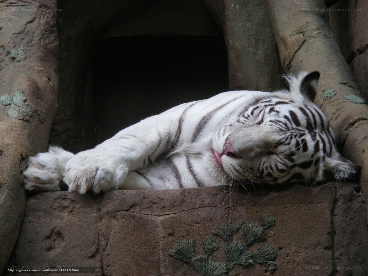 Sleeping white tiger