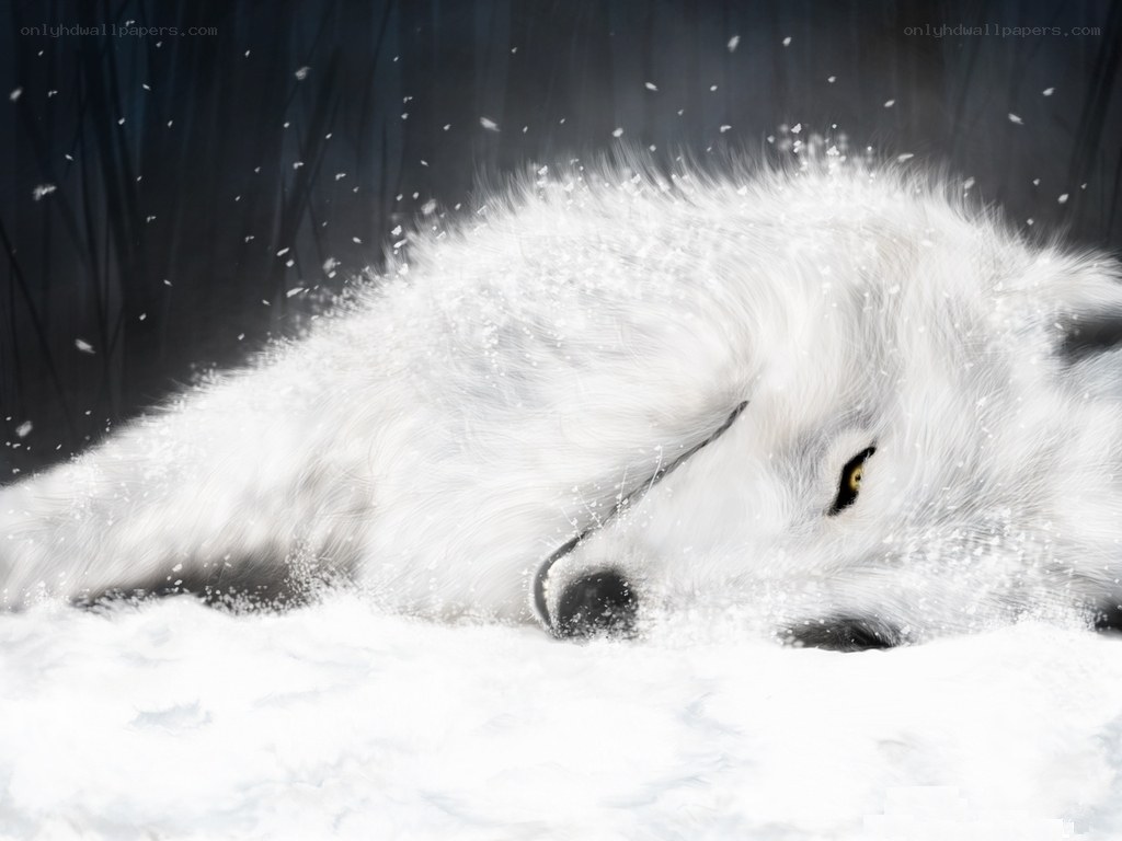 sleeping white wolf in snow