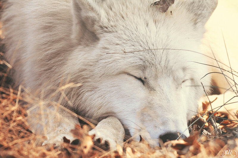Sleeping White Wolf