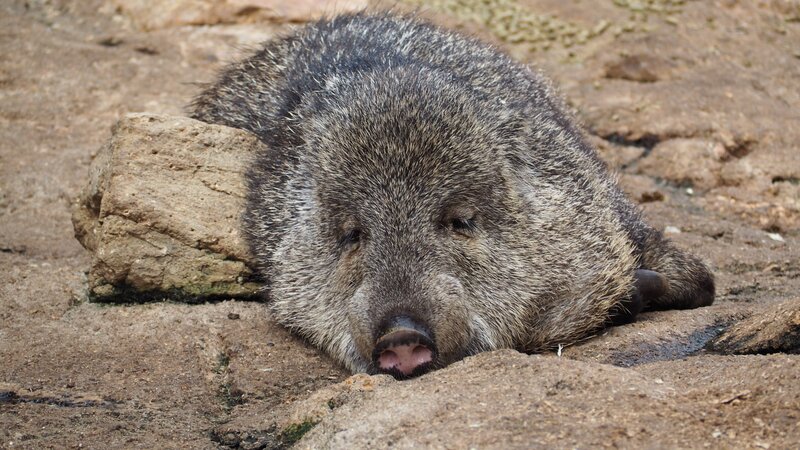 sleeping wild boar on ground