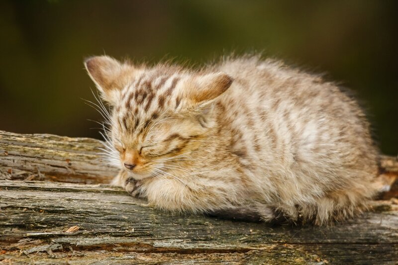 Sleeping Wild Cat Kitten