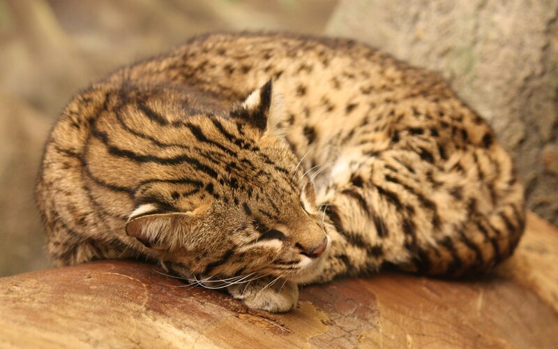 sleeping wild cat on log