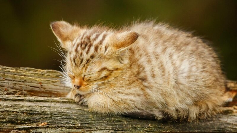 Sleeping Wildcat Kitten