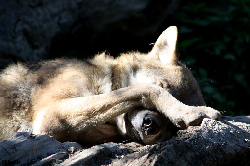 Sleeping Wolf — Brown, Peaceful
