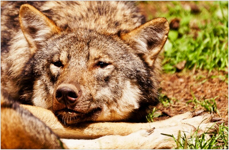 Sleeping Wolf — Brown
