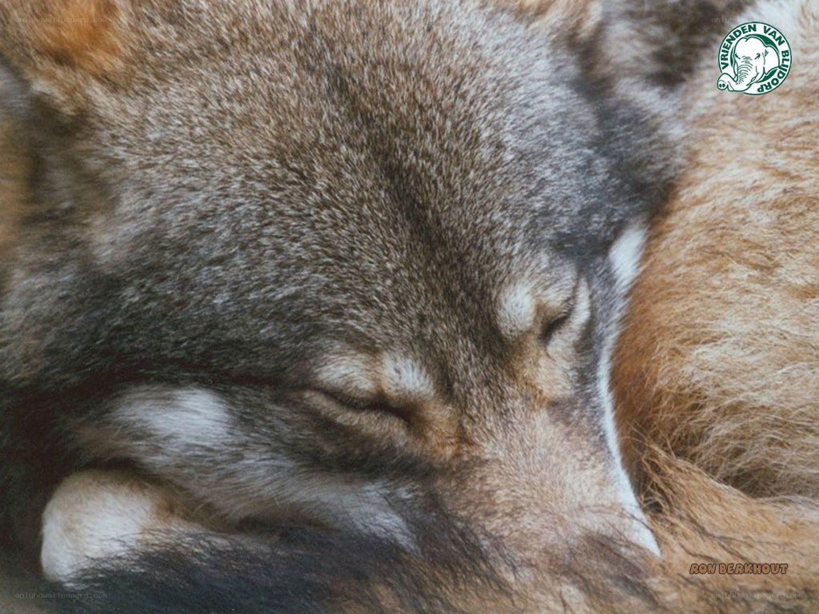 sleeping wolf close-up