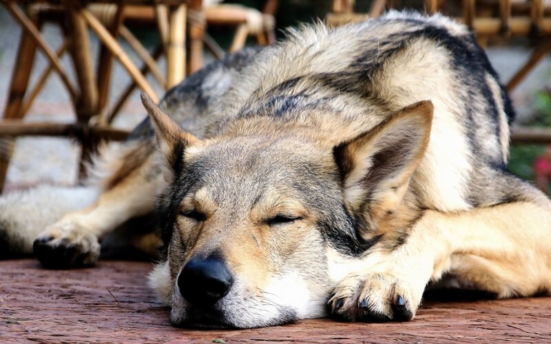Sleeping Wolf-dog — Brown