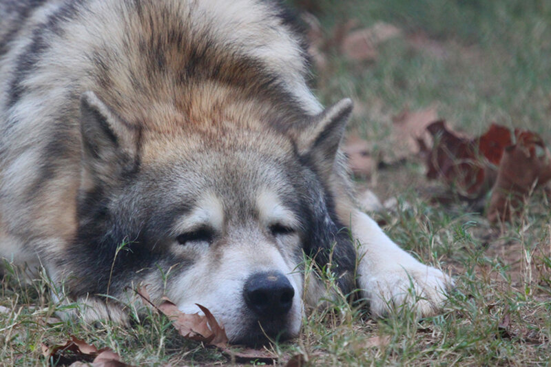 Sleeping Wolf Dog — Gray
