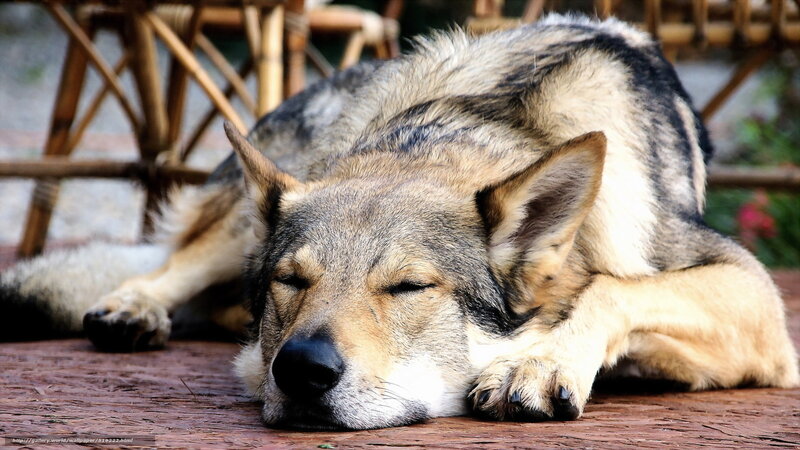sleeping wolf dog