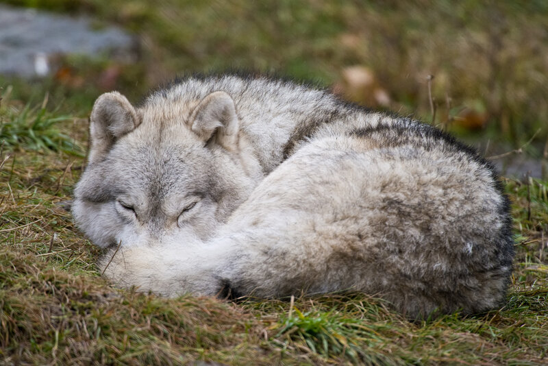 Sleeping Wolf — Gray, Peaceful