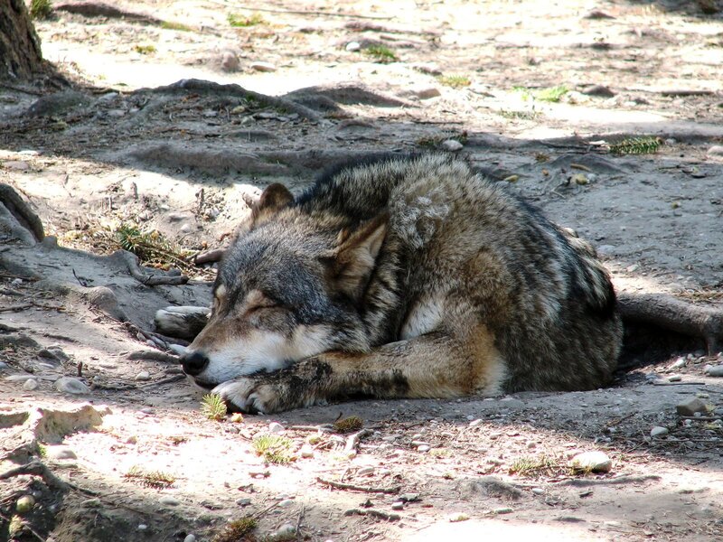 Sleeping Wolf — Gray