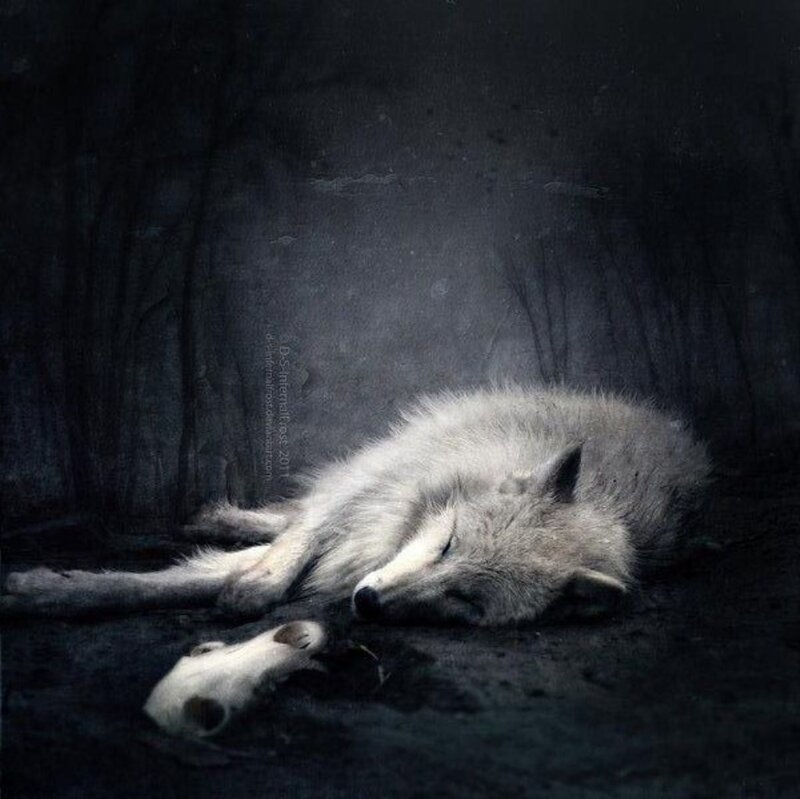 Sleeping Wolf in Forest