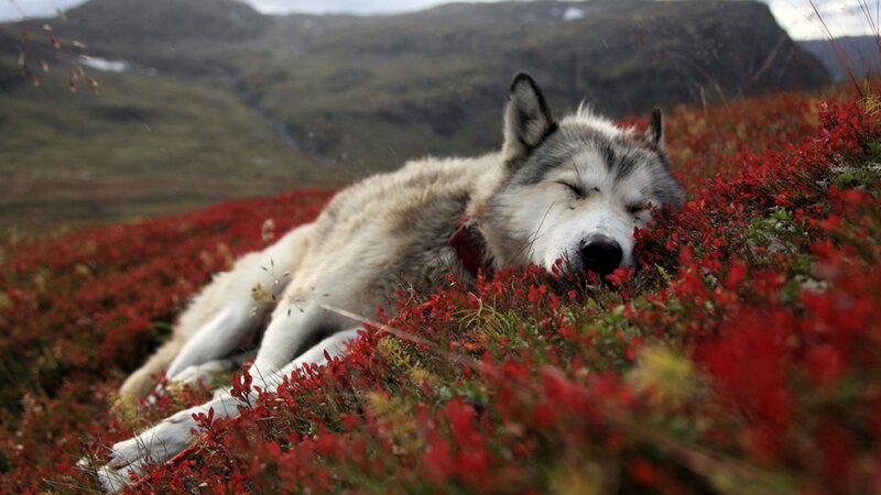 Sleeping wolf in red berries