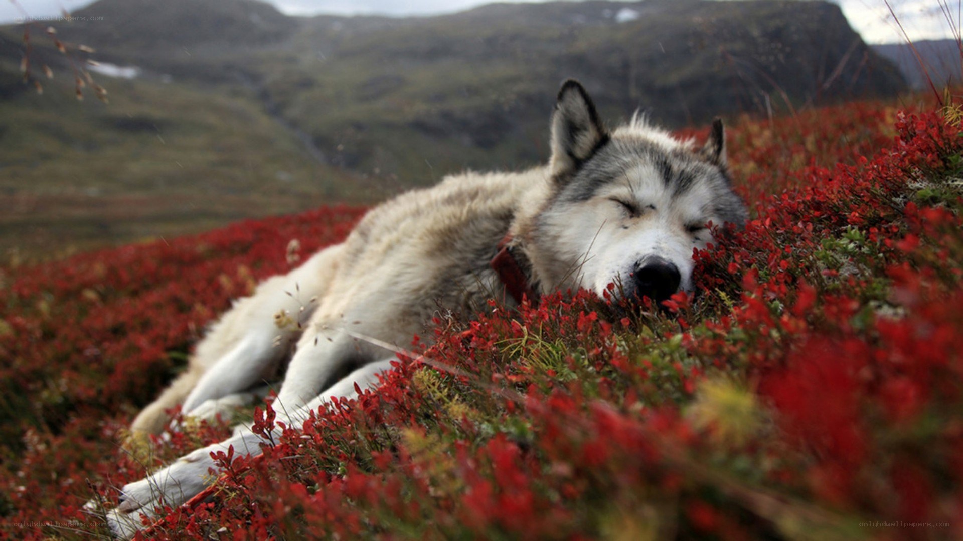 Sleeping wolf in red berries