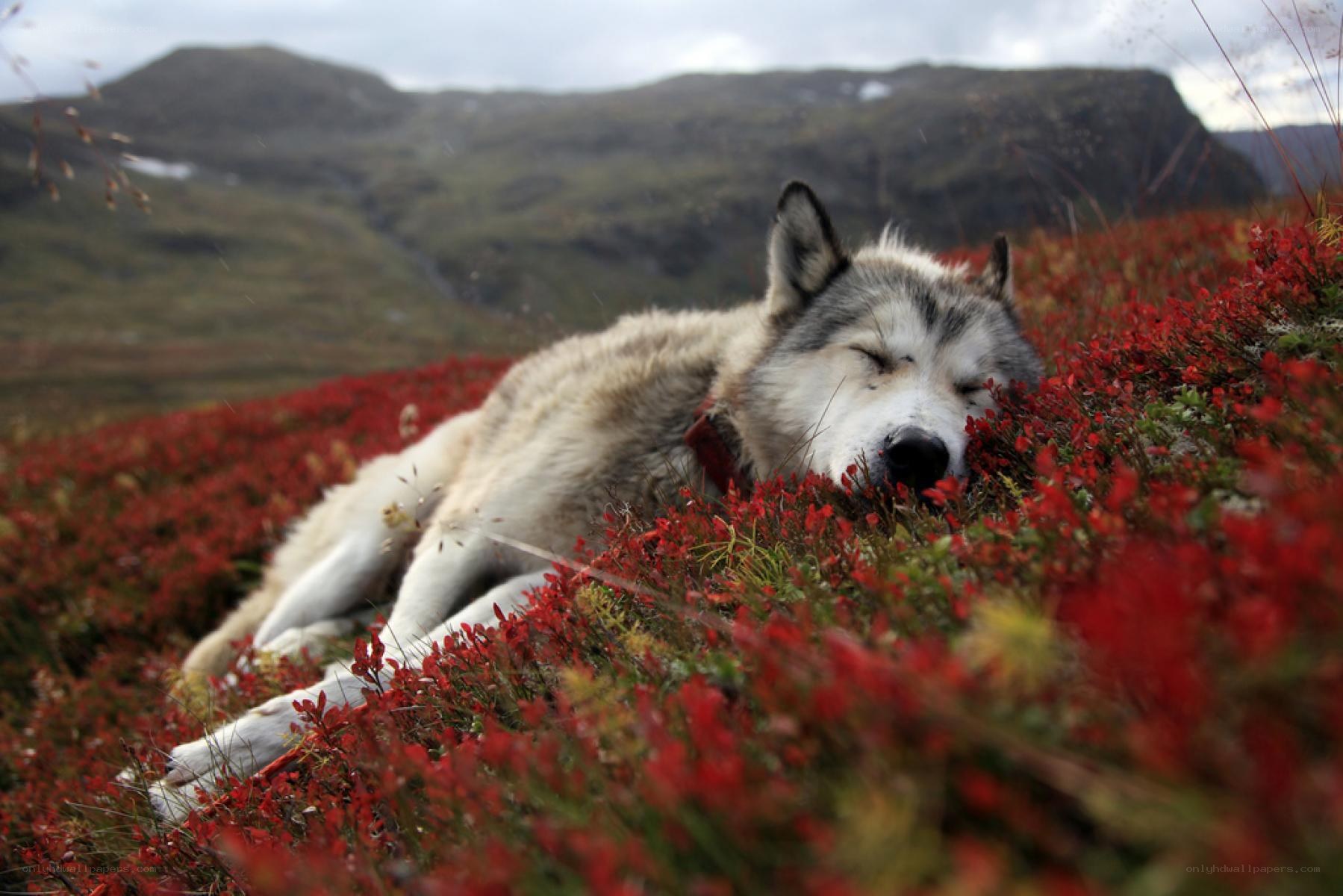 Sleeping wolf in red flowers