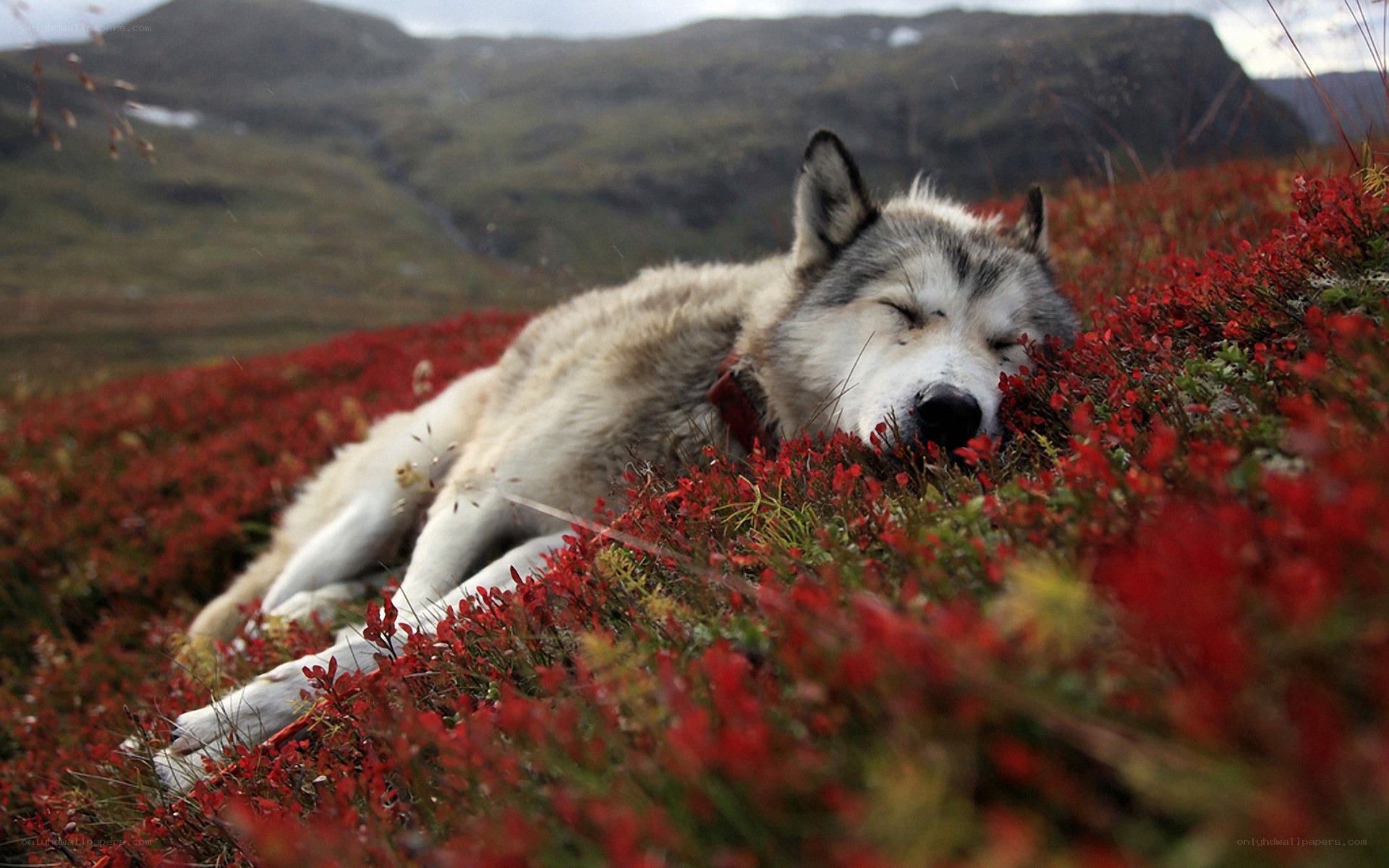 Sleeping wolf in red flowers