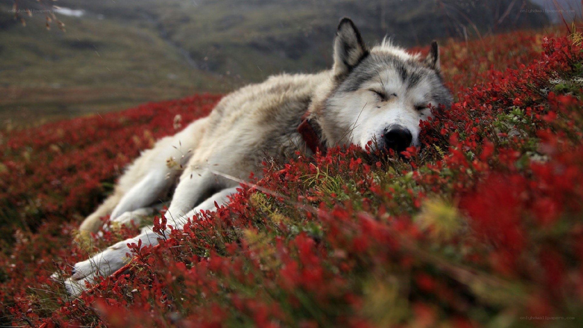 Sleeping wolf in red flowers