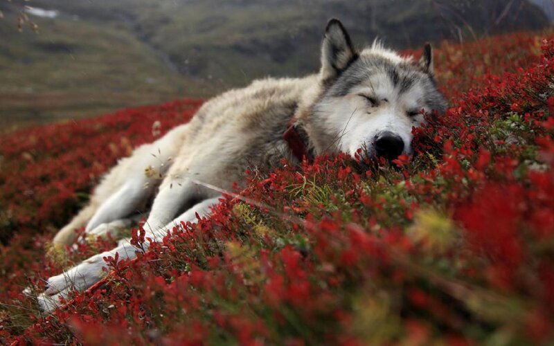 Sleeping Wolf in Red Flowers — Peaceful