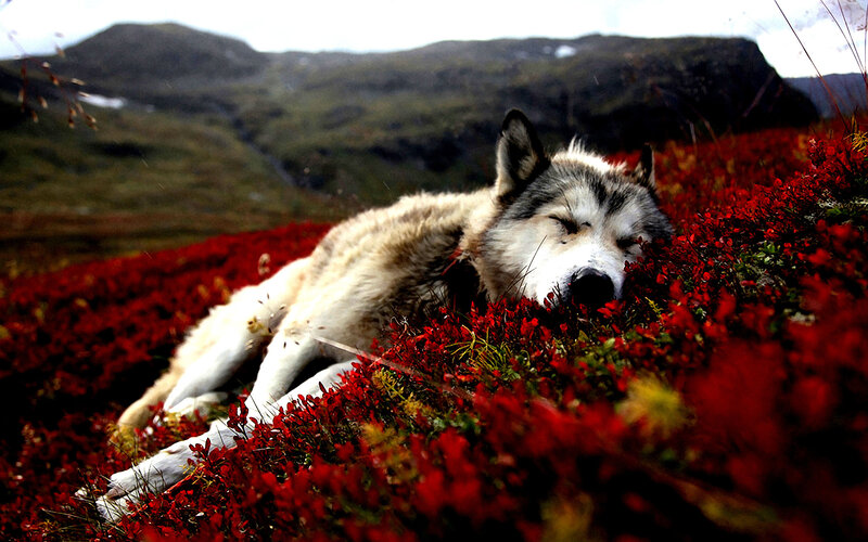 Sleeping Wolf in Red Flowers — Serene, Autumn, Photograph, Mountains, Red Berries