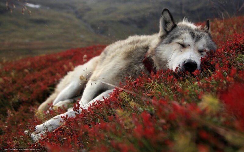 Sleeping wolf in red flowers