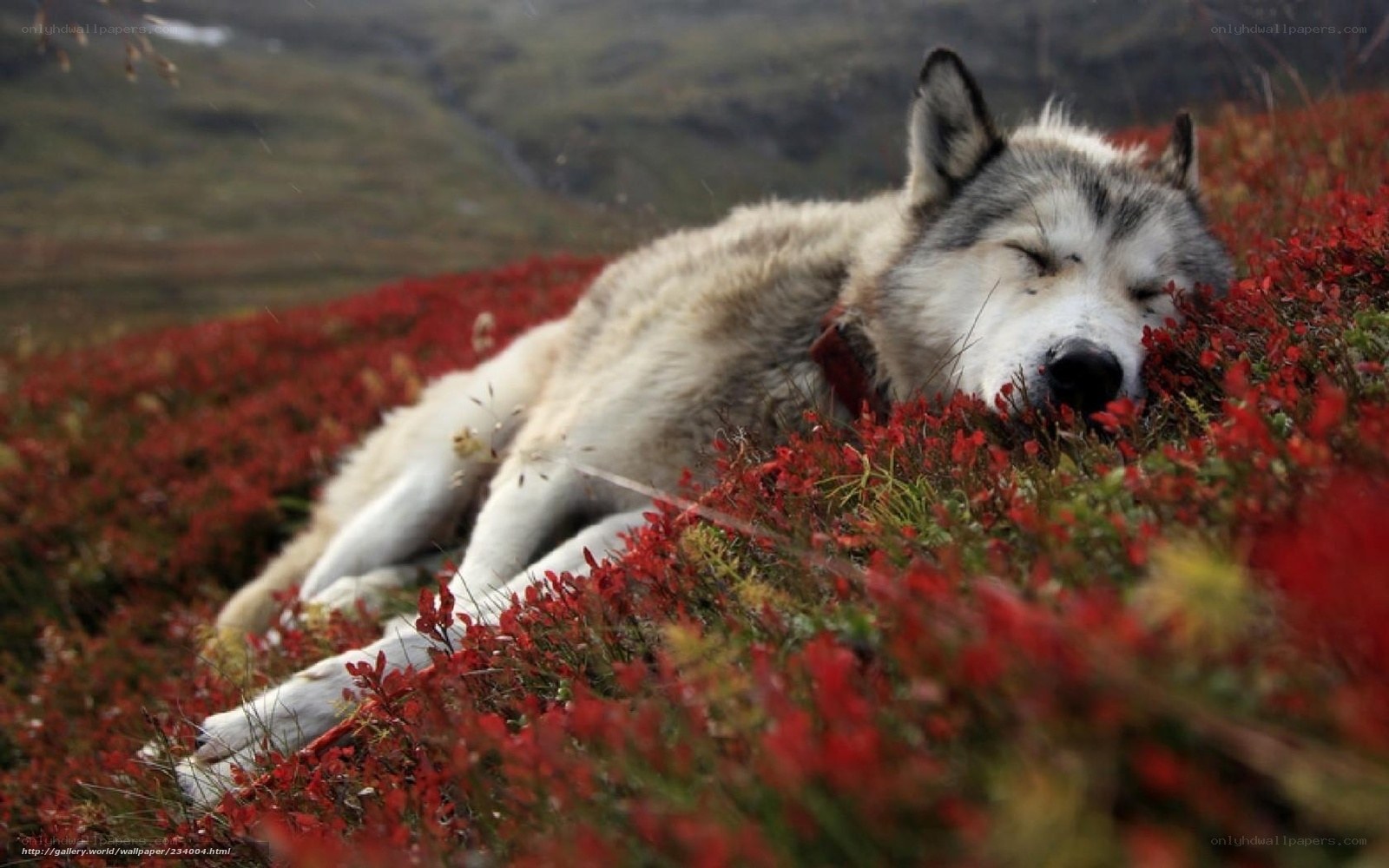 Sleeping wolf in red flowers