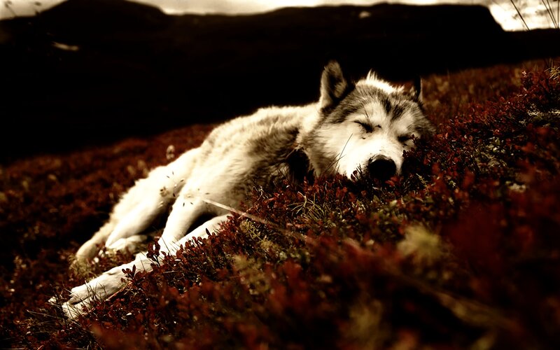 Sleeping wolf in red heather
