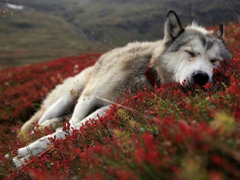Sleeping Wolf in Red Plants — Peaceful