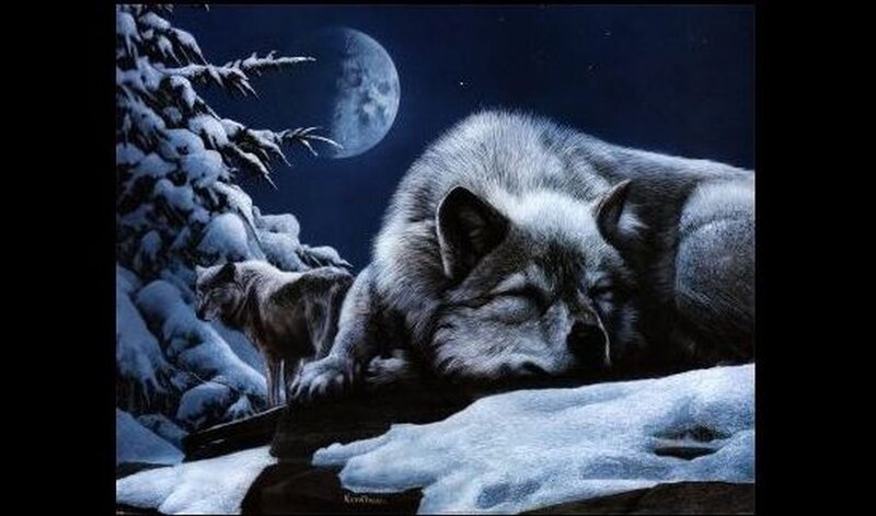 Sleeping Wolf in Snow — Blue