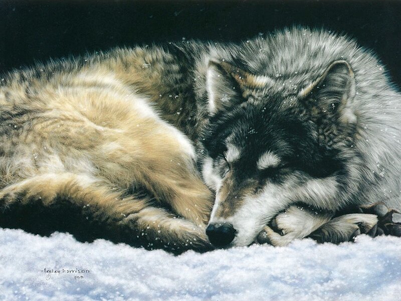 Sleeping wolf in snow