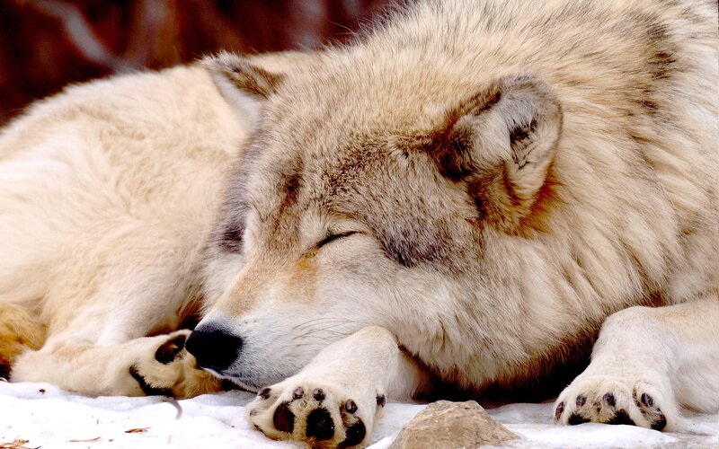 Sleeping Wolf in Snow — White, Peaceful, Winter, Photograph, Rock