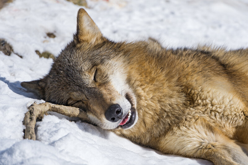 Sleeping Wolf in Snow — White, Peaceful, Winter, Photograph, Stick