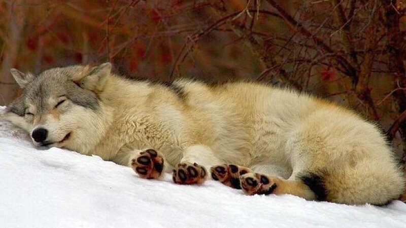 Sleeping Wolf in Snow — White, Peaceful, Winter, Photograph